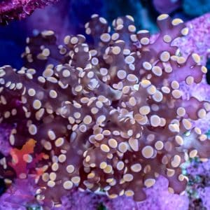 Peach Frogspawn – 509022