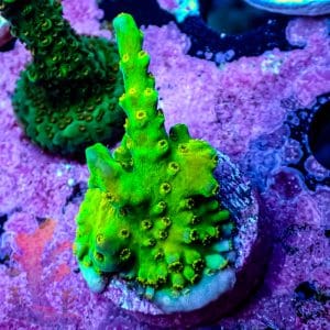 Walt Disney Acropora – 509053