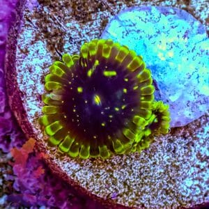 Exospheres – 509067
