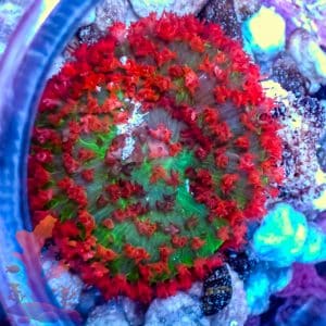 ST Thomas Mushroom – 509119
