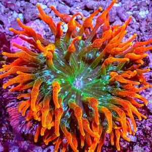 Chicago Sunburst Anemone (4″) – 509125