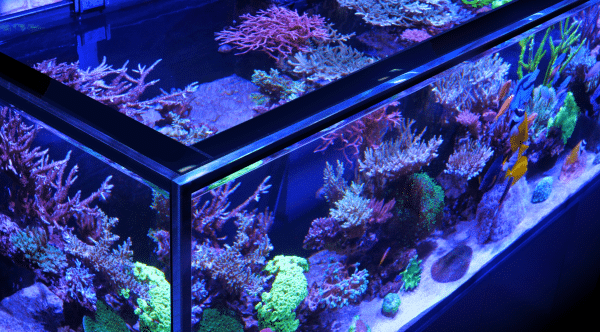 Reefer-S G2+ - Image 4