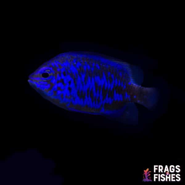 damsel.jpg Springer Damsel - Image 1