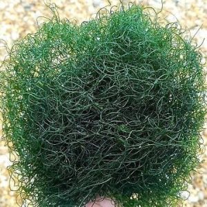 Chaetomorpha Portion - Macro Algae