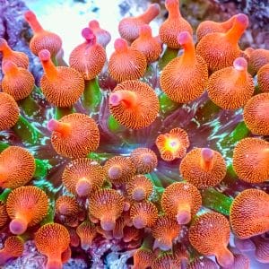 Rainbow Bubbletip Anemone – 512036
