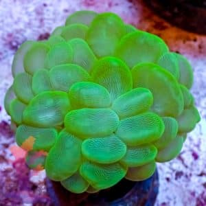 Bubble Coral – 512066