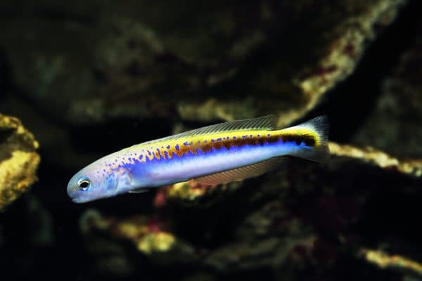 Oreni Tilefish - Image 1