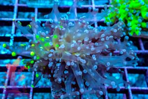 Bicolor Frogspawn – 515019