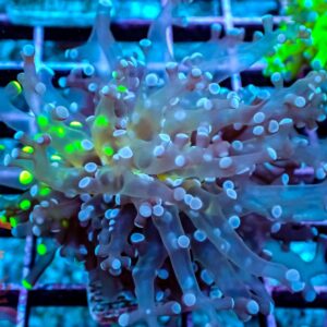Bicolor Frogspawn – 515019