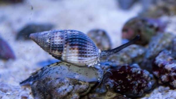 XL Tongan Nassarius Snail - Image 2