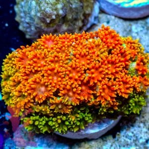 XXX Bernadapora – 519061
