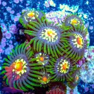 Stargazers - WYSIWYG - 9001003