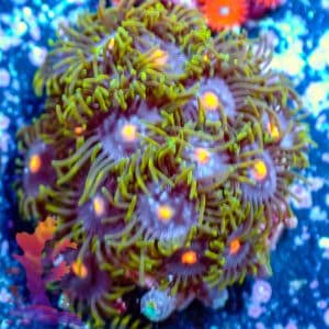 Blowpops - WYSIWYG - 9001008