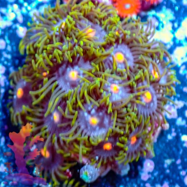 Blowpops - WYSIWYG - 9001008 - Image 1