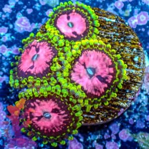 Pink Diamonds - WYSIWYG - 9001013