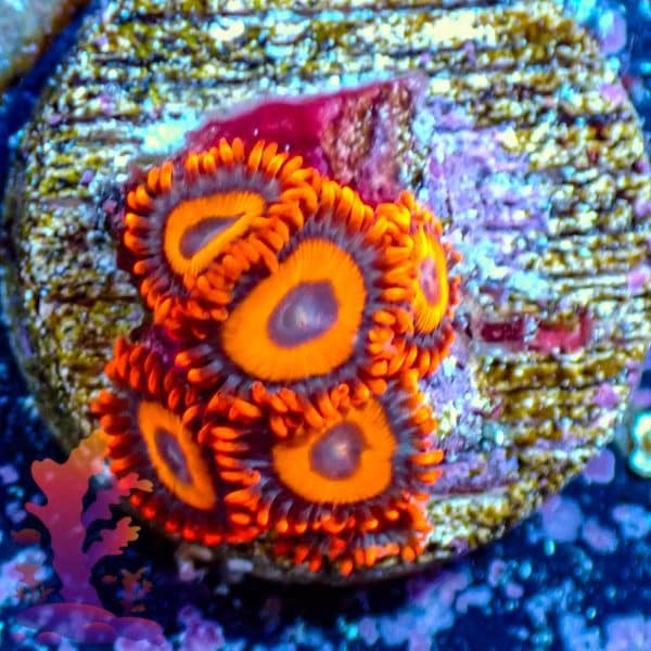 Orange Oxide - WYSIWYG - 9001015 - Image 1