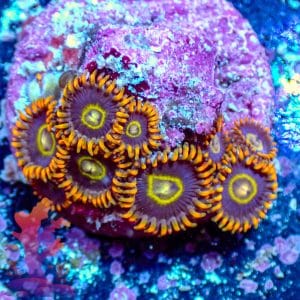 Rainbow Hornets - WYSIWYG - 9001022