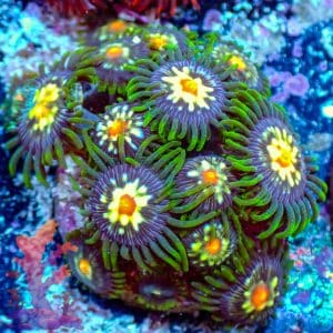 Stargazers - WYSIWYG - 9001026