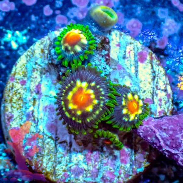 Stargazers - WYSIWYG - 9001043 - Image 1