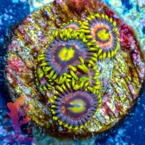 RR Krakens - WYSIWYG - 9001051