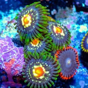Stargazers - WYSIWYG - 9001055