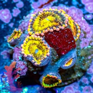 Pandoras - WYSIWYG - 9001058