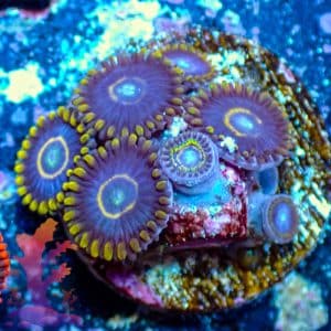 Blue Hornets - WYSIWYG - 9001060