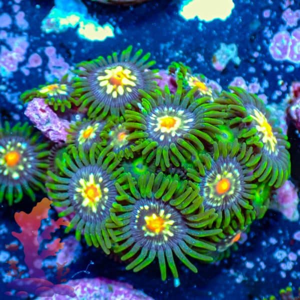 Stargazers - WYSIWYG - 9001064 - Image 1