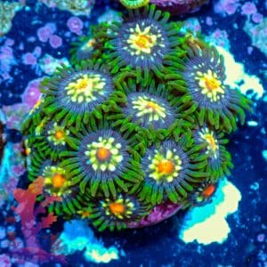 Stargazers - WYSIWYG - 9001065