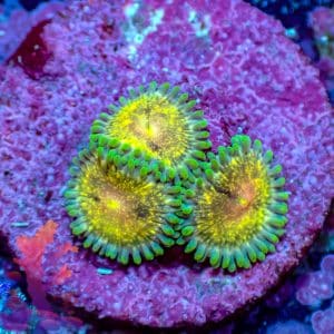 Stardust Zoas - WYSIWYG - 9001067