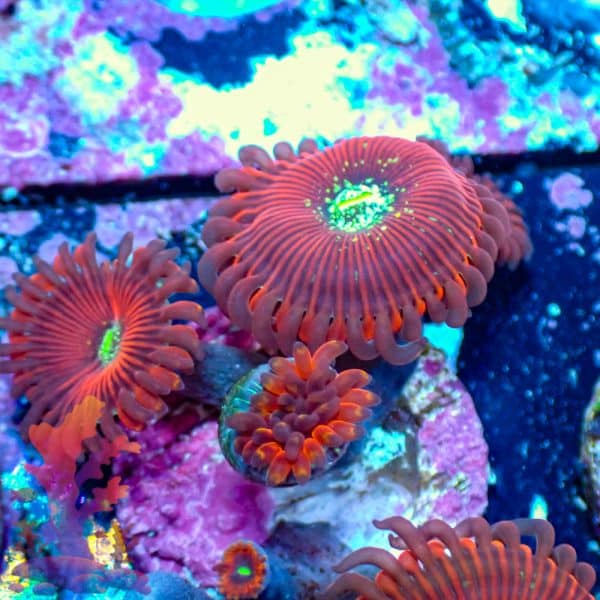 Magicians - WYSIWYG - 9001068 - Image 1