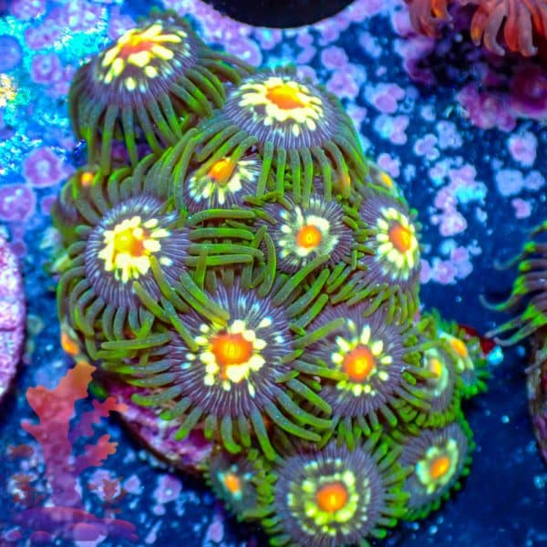 Stargazers - WYSIWYG - 9001069 - Image 1