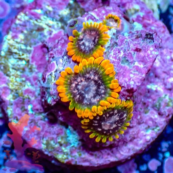 JF Acid Reflux - WYSIWYG - 9001071 - Image 1