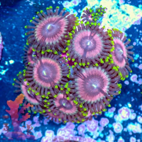 Princess Strats - WYSIWYG - 9001073 - Image 1