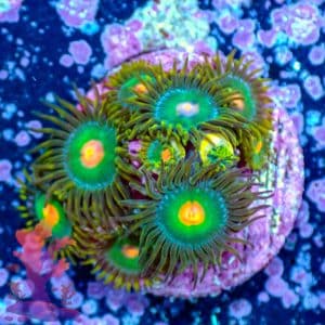 Gatorades - WYSIWYG - 9001074