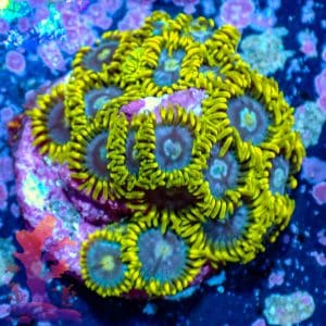 Smurfettes - WYSIWYG - 9001077