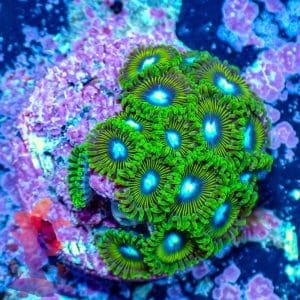 Mean Greens - WYSIWYG - 9001086