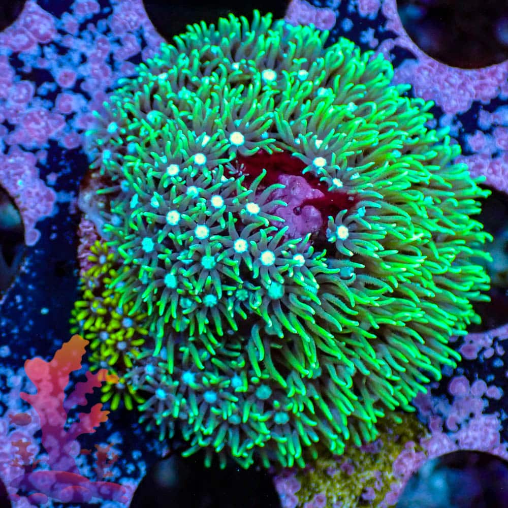 Green Star Polyps Green Star Polyps - WYSIWYG - 9001093 - Image 1