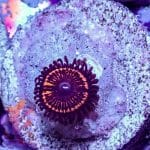 Armor Of God Zoa
