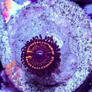Armor Of God Zoa