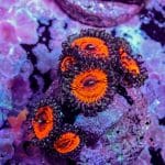 Armor Of God Zoa - Image 10
