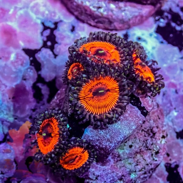 Armor Of God Zoa - Image 10