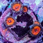 Armor Of God Zoa - Image 3