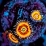 Armor Of God Zoa - Image 4