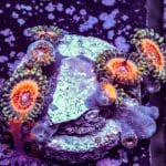 Armor Of God Zoa - Image 5