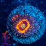 Armor Of God Zoa - Image 7
