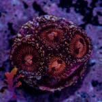 Armor Of God Zoa - Image 8