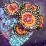 Armor Of God Zoa - Image 9