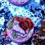 Bloody Mary - Image 9