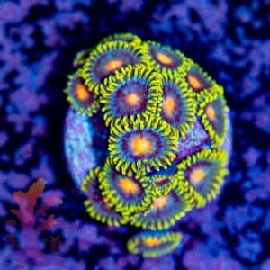 Blow Pops Zoa